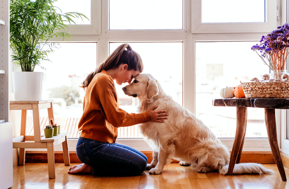 Mensch-Hund Coaching in einem Wohnzimmer zwischen eine Frau und Ihr Golden Retriever